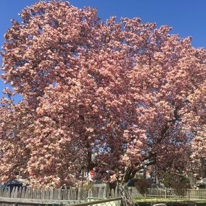 Meet your Posher, Mollie